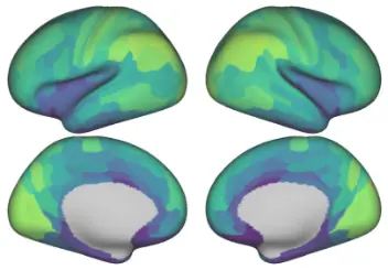 Four cortical surface views showing mean regional temporal autocorrelation, from Figure 1f.