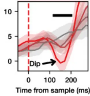 A transient dip in frontal eye field activity after new evidence, from Figure 3d.