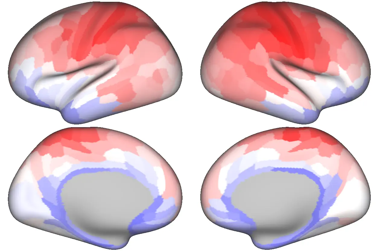 Four views of the cortex showing the first reliable component of average brain-scan signals, with positive associations in red and negative associations in blue.