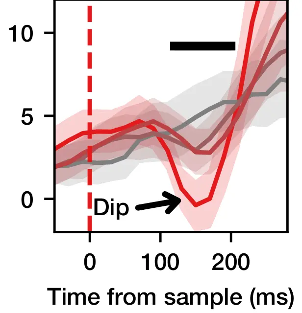 Activity in a brain area involved in eye movements briefly falls after new evidence arrives, then rebounds.