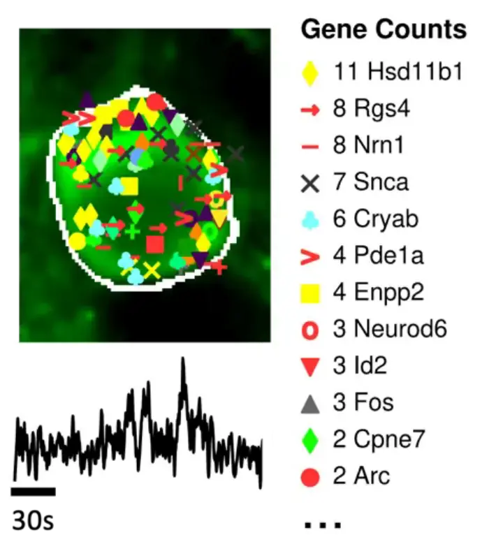 A neuron containing coloured gene-detection symbols, a list of gene names and counts including Hsd11b1 and Rgs4, and its recorded activity trace.
